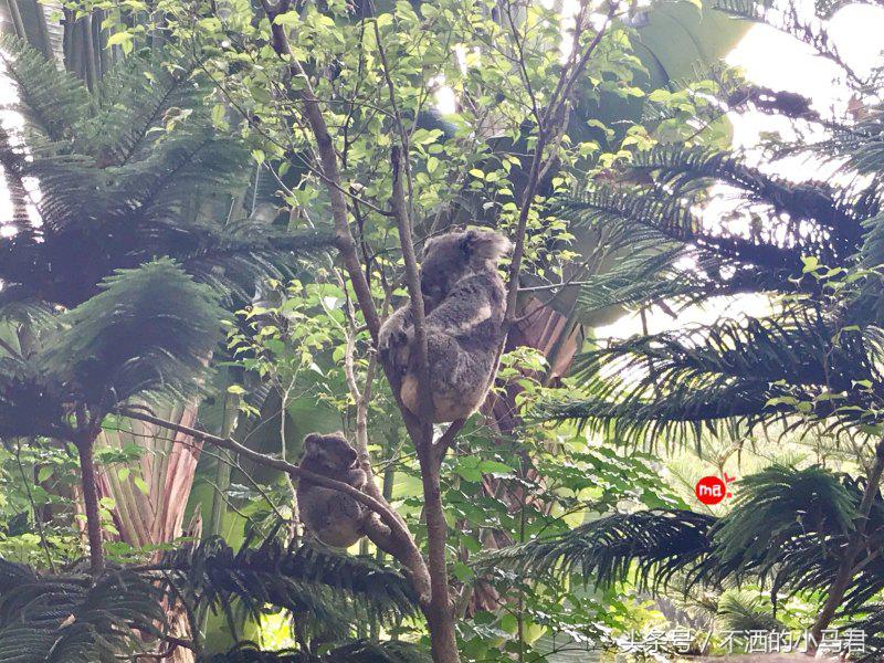 长隆野生动物园3天2晚亲子游,广州长隆野生动物园亲子游攻略