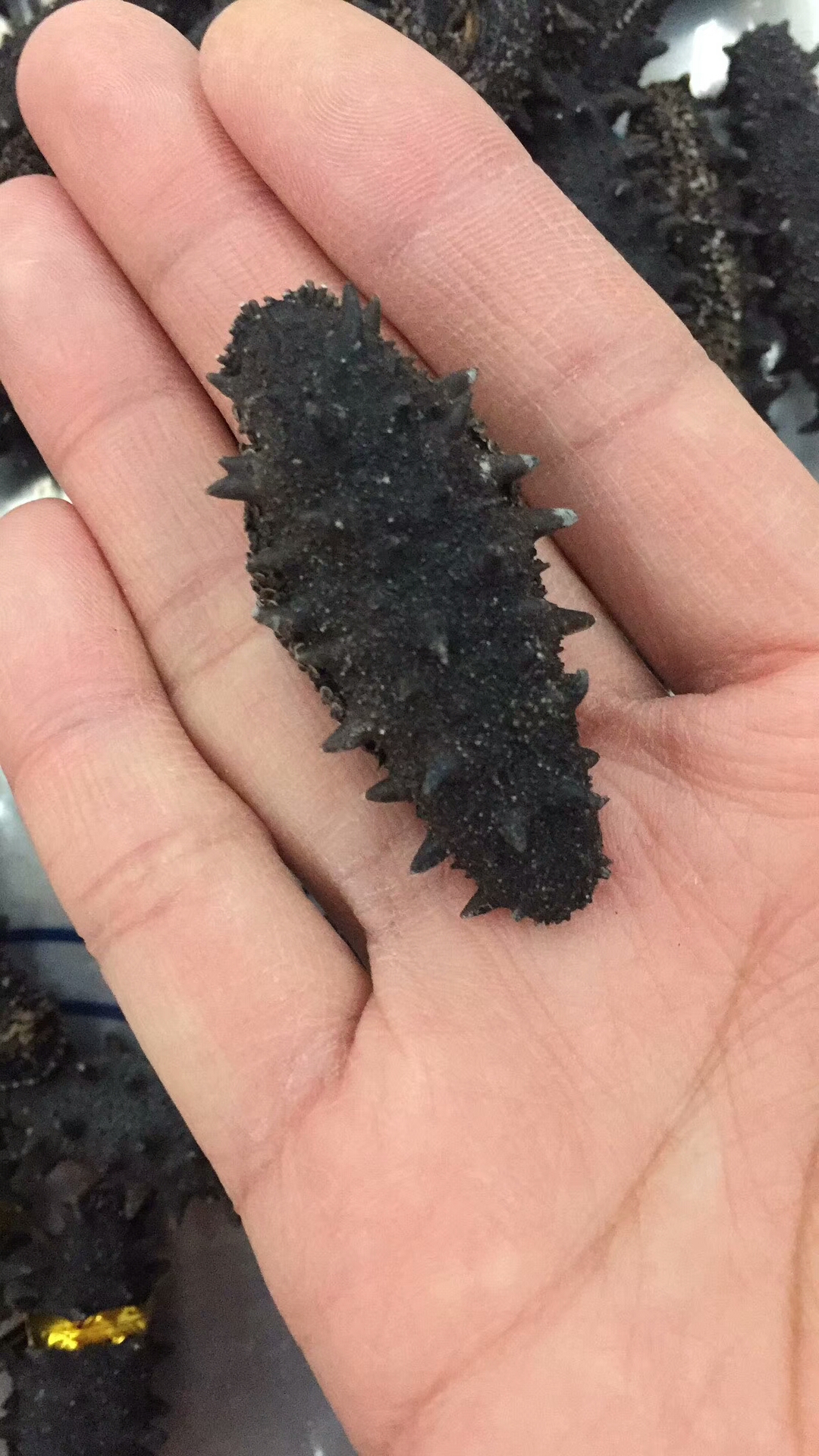 野生海参和养殖海参的营养区别,海参不是真正的海参