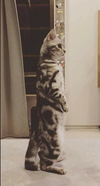 现在的猫都学成精了,这年头连猫都成精了