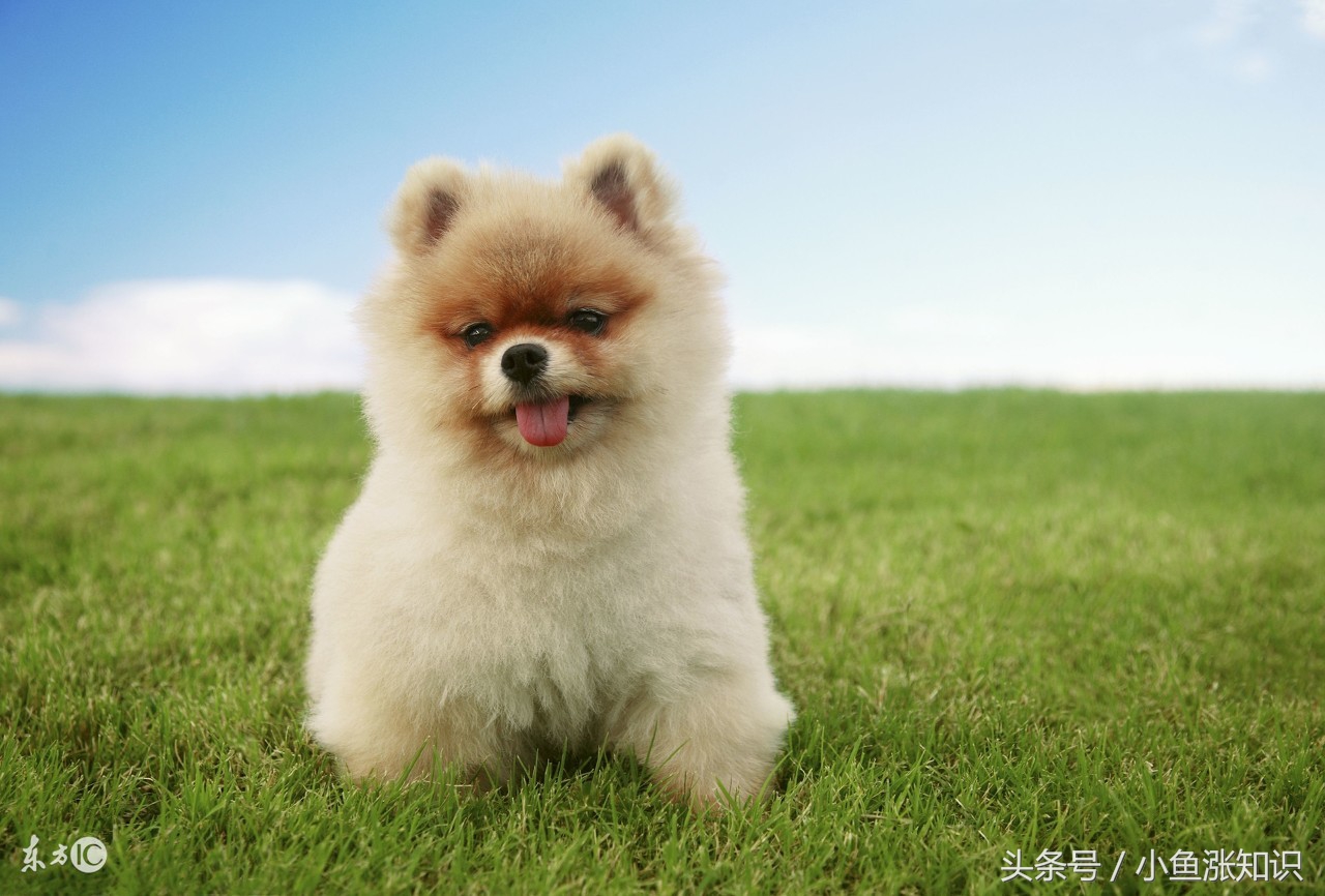 狗狗中毒吃什么解毒,每日科普动物冷知识