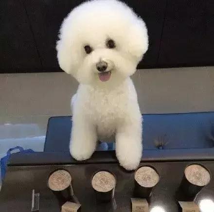 比熊第二天,可爱的比熊犬