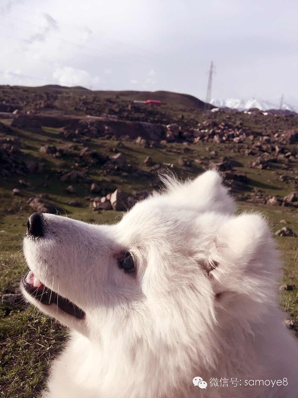 关于萨摩耶可爱的照片,萨摩耶有胎毛吗