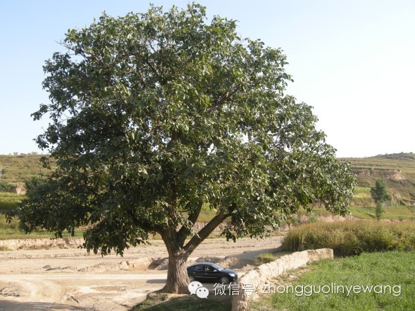 古树名木摄影作品欣赏,美丽中国评选大赛