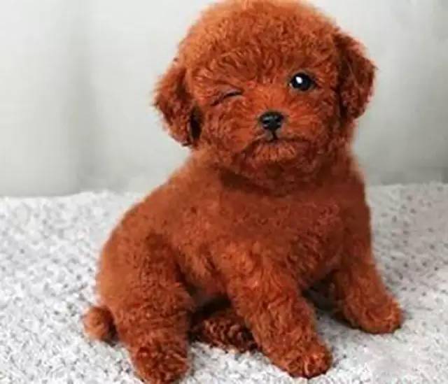 泰迪怎么那么乖,泰迪为啥这么乖