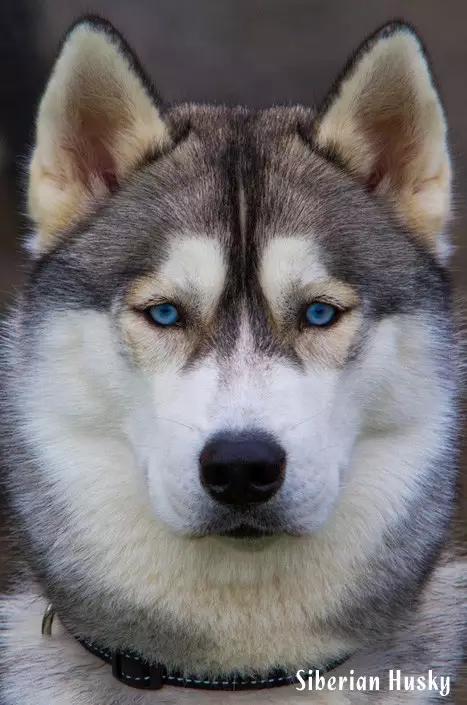 西伯利亚雪橇犬哈士奇白牙,西伯利亚雪橇犬哈士奇解说视频