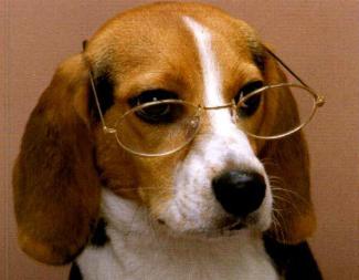 狗狗到新主人家不开心怎么办,春天来了狗狗开始烦躁了