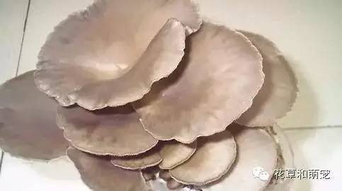 怎么在家里简单一点的种蘑菇,城里人想种菜怎么种