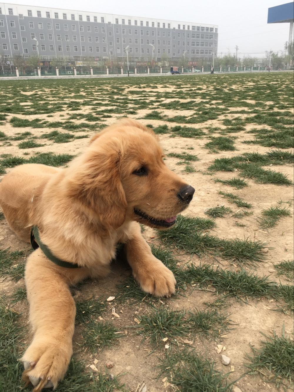 如果把金毛吃进去了会怎么样,金毛在家里偷吃