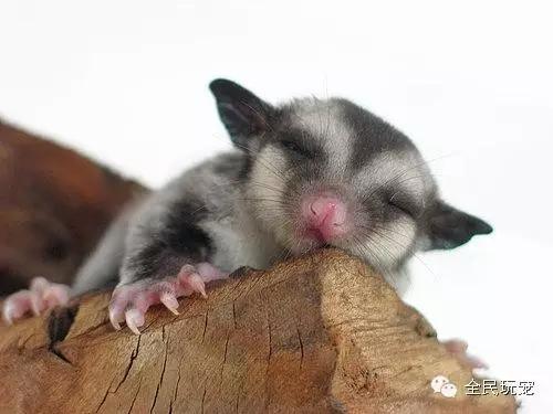 需要用大师球捕捉的宠物,用大师球养怪兽