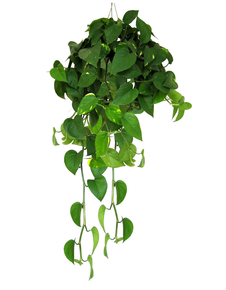 盆栽大绿萝的养殖方法和修剪,绿萝如何修剪才可以长得更旺盛