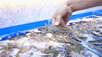 京城最贵海鲜自助餐厅,京城最过瘾的自助餐