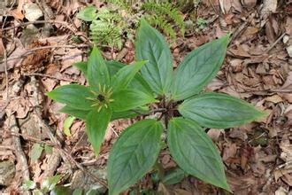 中药七叶一枝花是抗癌良药,七叶一枝花黄芪抗癌喝多久就见效