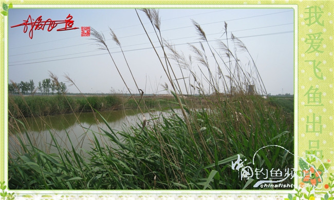 我爱飞鱼初探新钓点