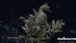 娴峰崡鐢蜂汉鐨勪紭缂虹偣,娴峰崡鐢蜂汉鍥涘ぇ鐞嗘兂