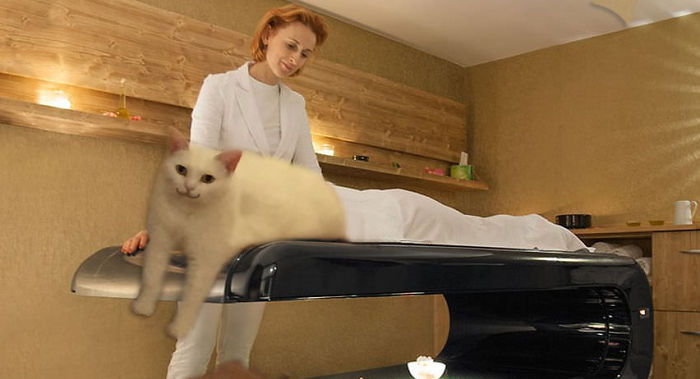 喵星人被恶搞了,喵星人下楼梯