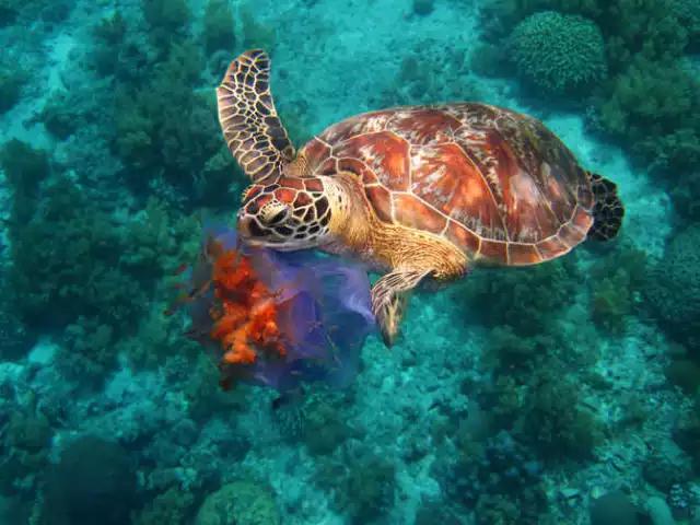 这才是菲律宾的真面目，一顾迷人眼，再顾享入“菲菲”