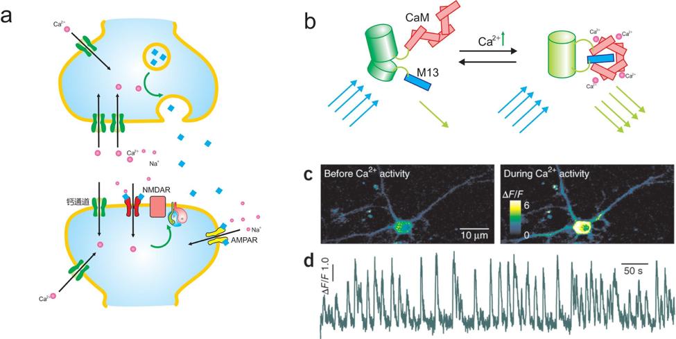 光遗传学技术,光遗传学可以治疗什么样的病