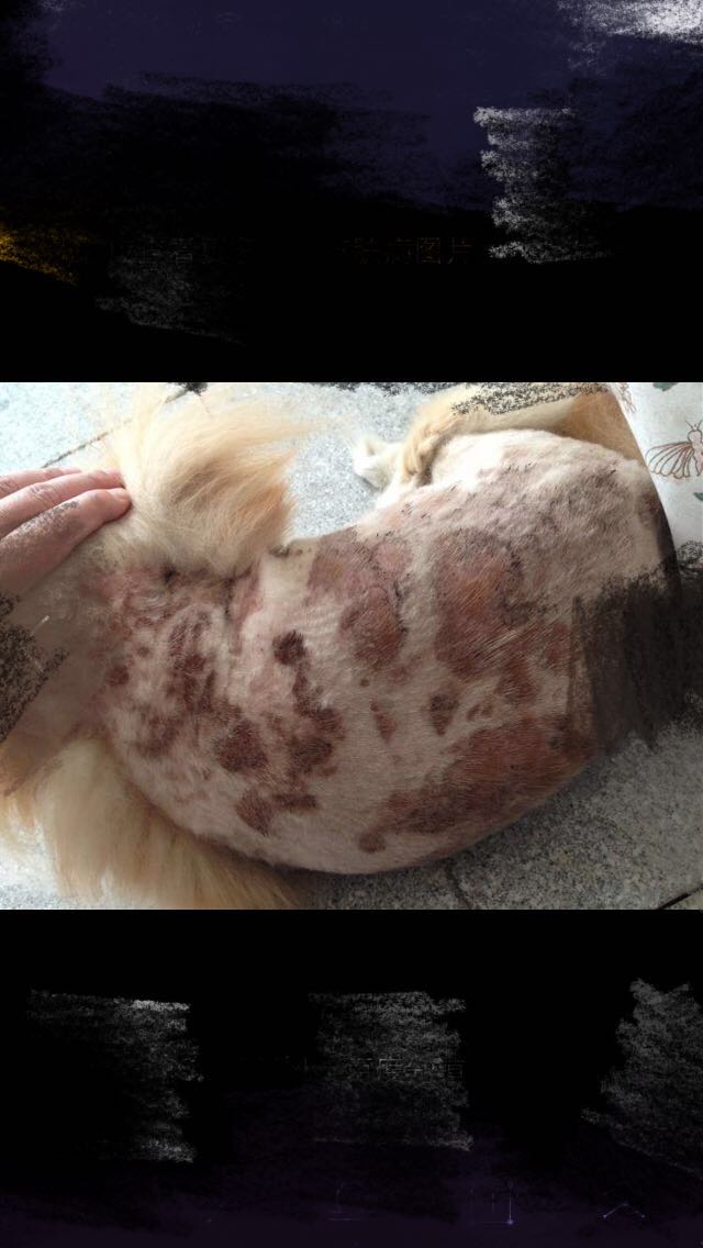 宠物医生如何预防狂犬病,宠物猫狗在什么环境下会得皮肤病