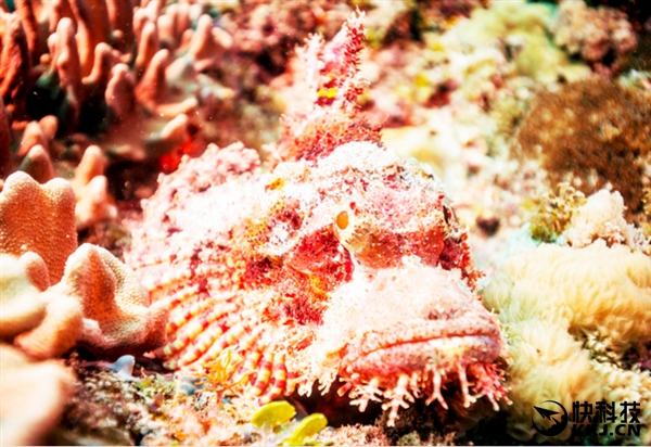 地球上最毒的15种动物,世界上最毒的动物排行