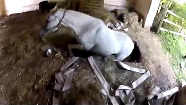 马卡深坑生命垂危，主人的一句话令它产生求生欲望，重获自由