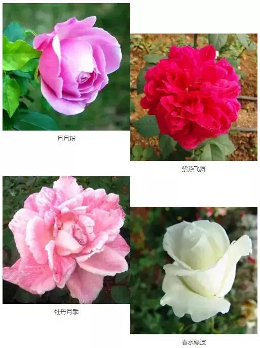 世界首座月季博物馆,月季主题公园月季博物馆