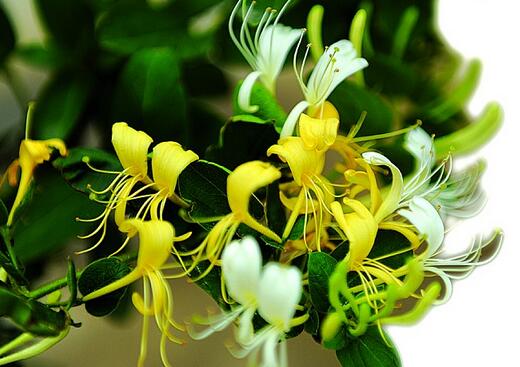 寓意着健康长寿的家养绿植,寓意吉祥富贵的室内绿植