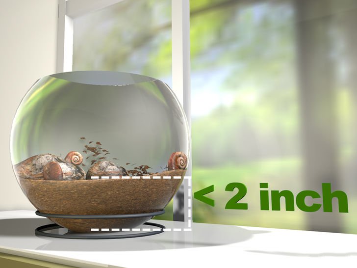 在家里怎么养蜗牛宠物,宠物蜗牛怎么养