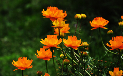 金莲花的功效与作用,金莲花泡水喝的功效价格