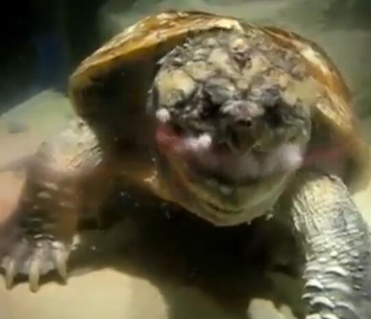 鳄龟活吞老鼠,鳄龟咬人瞬间死亡