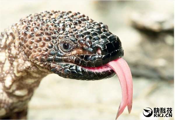 地球上最毒的15种动物,世界上最毒的动物排行