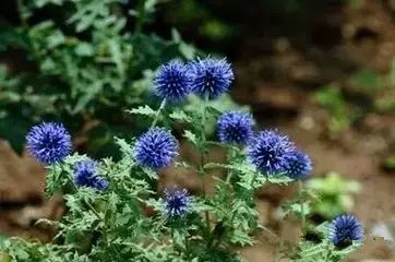 新疆南疆野生动物图片,南疆常见绿化植物