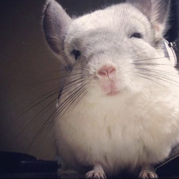 十二生肖驾到，时尚精们给我退下！