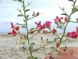 新疆南疆野生动物图片,南疆常见绿化植物