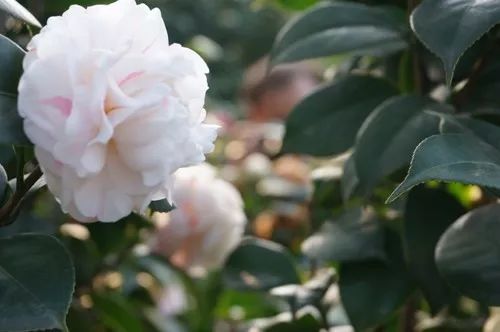 去山上看漂亮的茶花,周末赏茶花