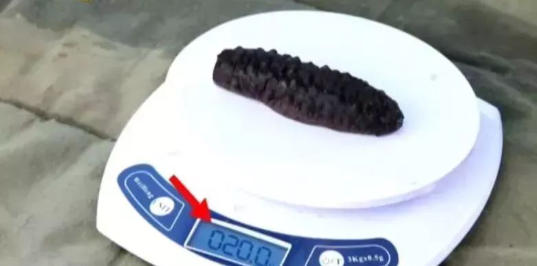 十块钱吃海鲜,吃海参的秘密