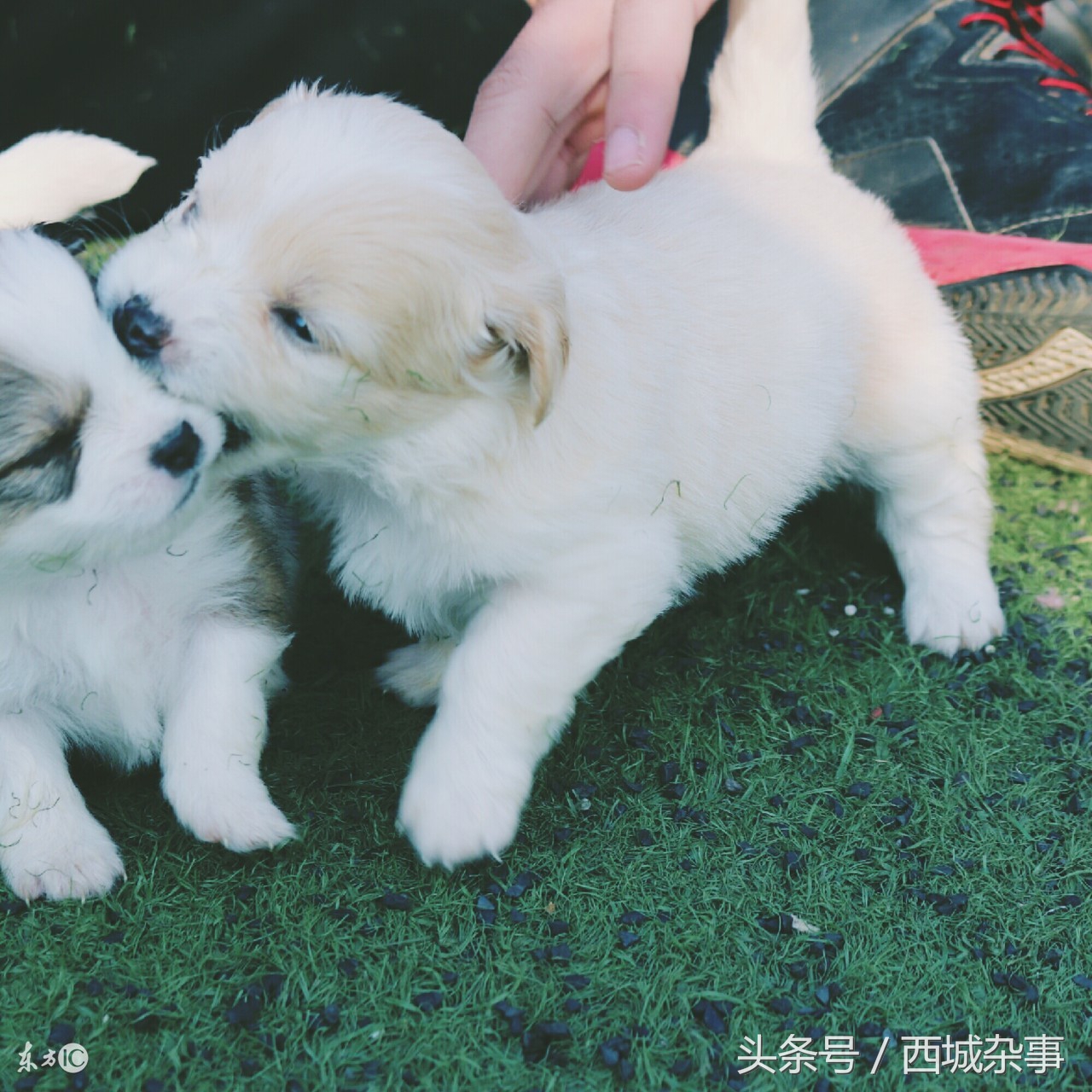 2018五言狗年春联,最好的狗年适合的春联