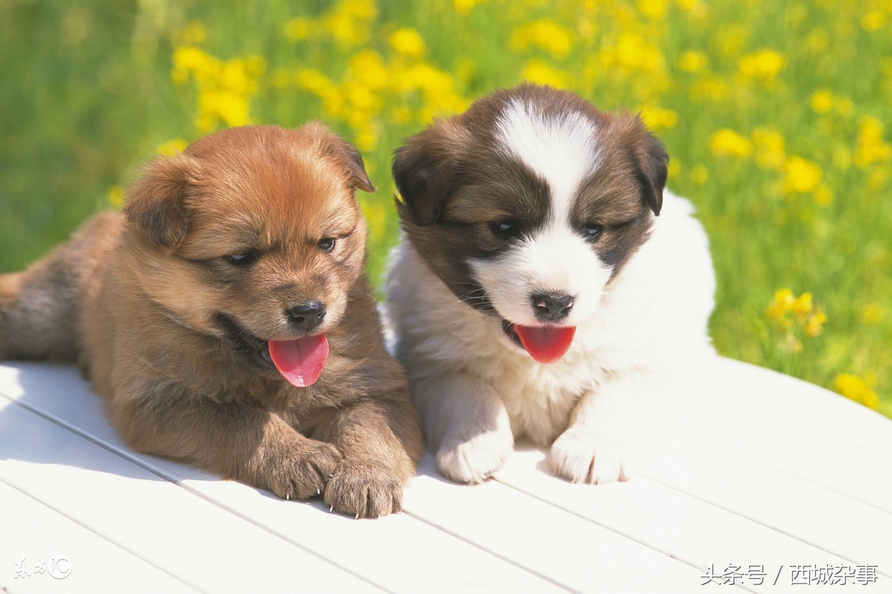 2018五言狗年春联,最好的狗年适合的春联