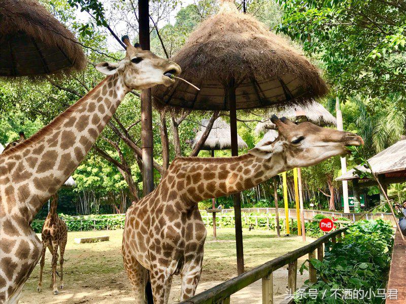 长隆野生动物园3天2晚亲子游,广州长隆野生动物园亲子游攻略