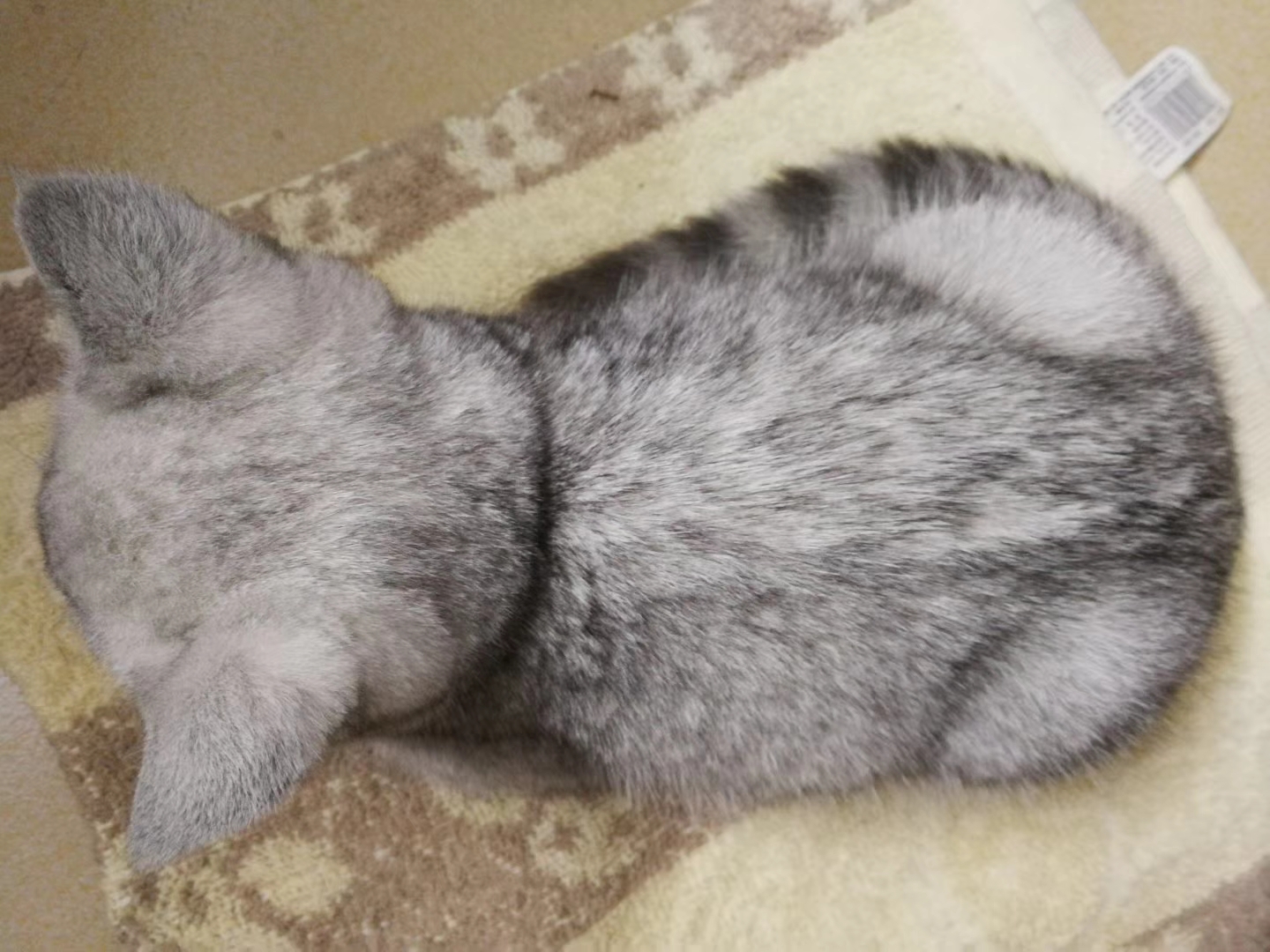 这年头，养只猫咪比养女朋友还要娇气