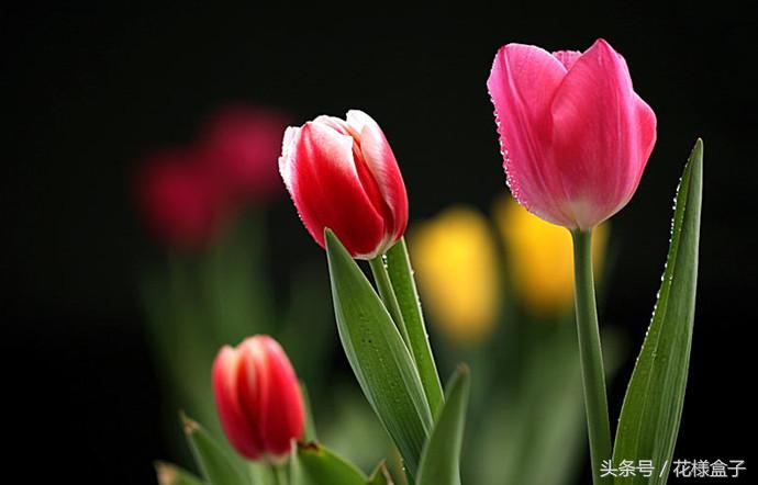 荷兰国花郁金香价格表,荷兰国花郁金香的故事