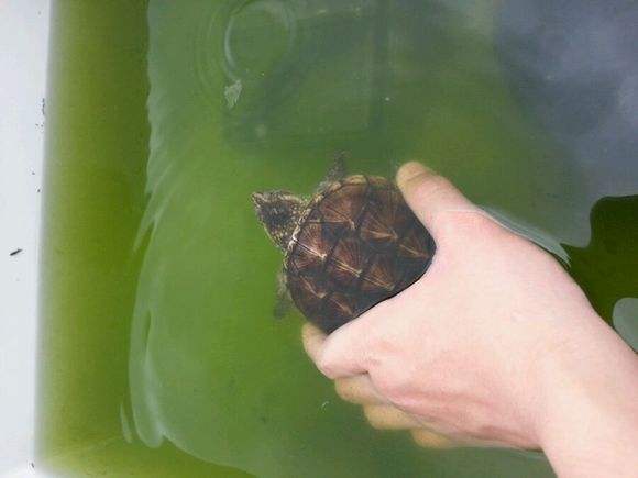 绿水养龟的方法和注意事项,养龟神器绿水怎么养