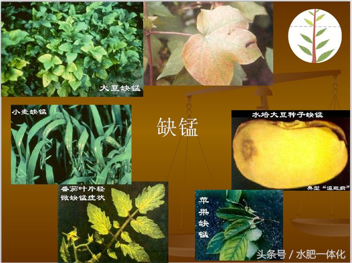 农作物生长发育所需的营养元素,作物生长必备元素的作用