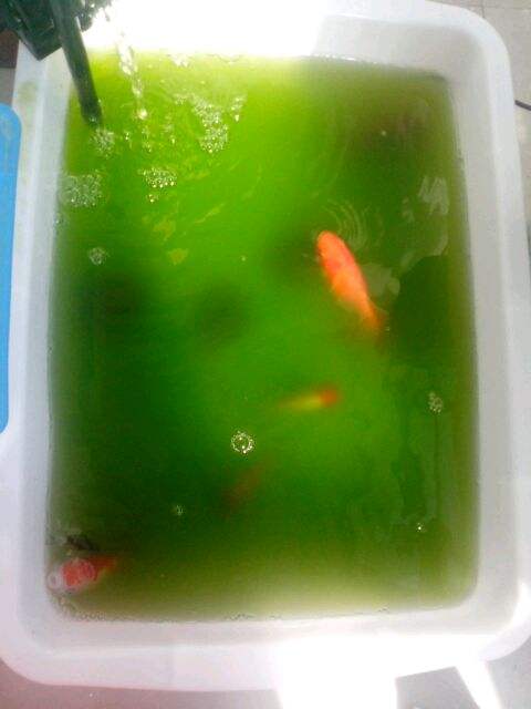 绿水养龟的方法和注意事项,养龟神器绿水怎么养