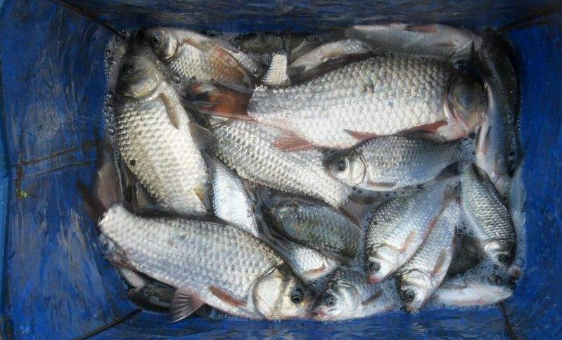 你知道几种钓鱼小药,钓鱼小药配方大全价格