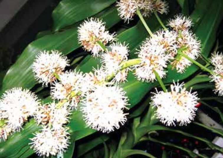 盆栽柱状金心巴西铁树规范化种植,金心巴西铁树养殖方法与技巧