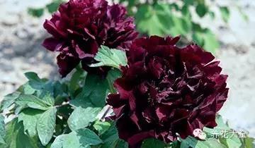 自然界中仅有的八种黑色的花,23种黑色花图片