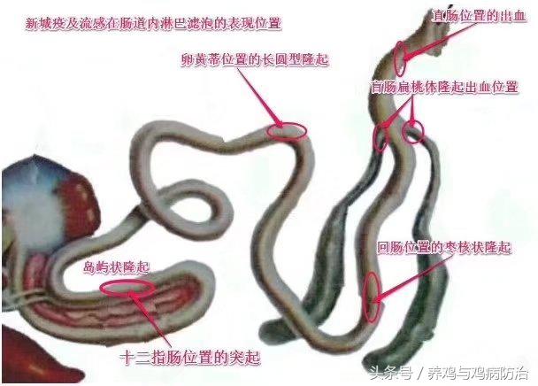 养鸡常见病顺口溜,高温高湿天养鸡常见病