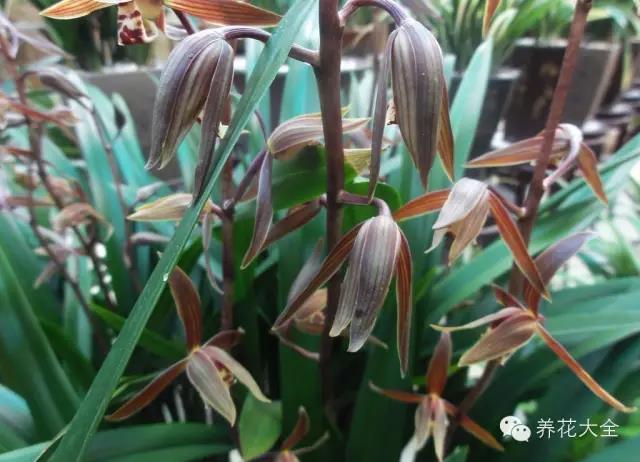 自然界中仅有的八种黑色的花,23种黑色花图片