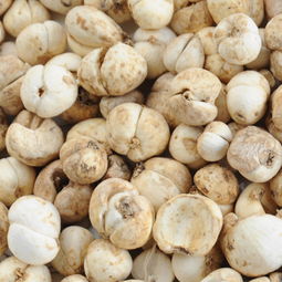 从新疆带什么特产给老人,送礼新鲜玩意