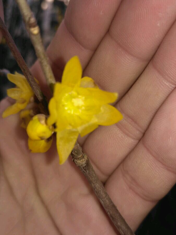 素心腊梅和檀香腊梅哪个比较香,怎么分辨正宗素心腊梅